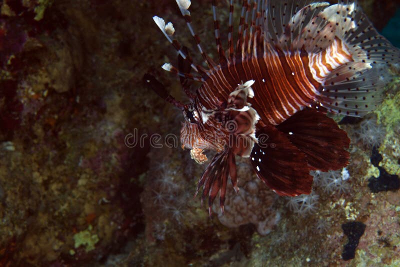 Lionfish in de Red Sea.