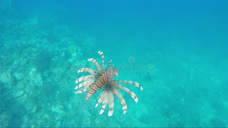 Lionfish dos peixes - criaturas perigosas no Mar Vermelho