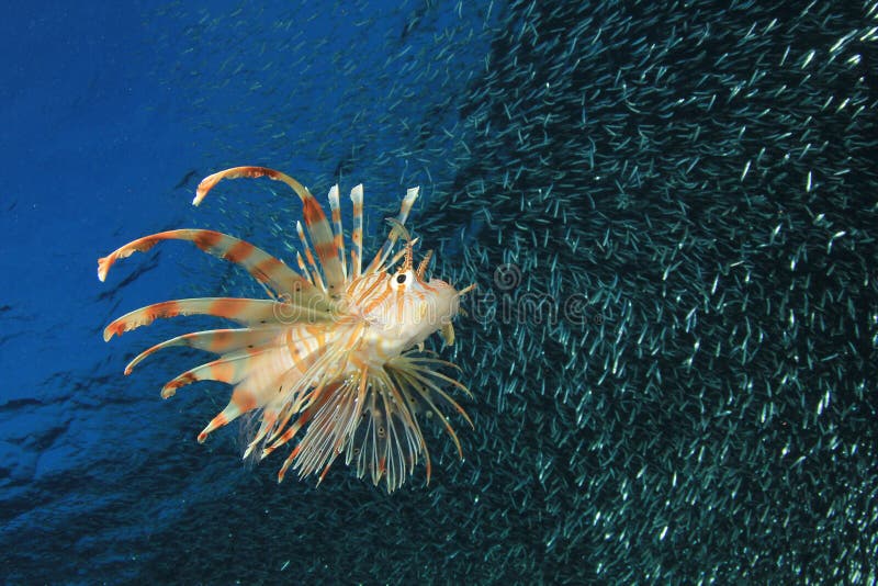 Lionfish hunting fish fry