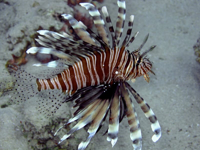 Lionfish (miglia del Pterois) fotografie stock Lionfish (miglia del Pterois) fotografie stock