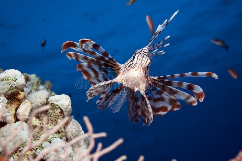 Lionfish and ocean