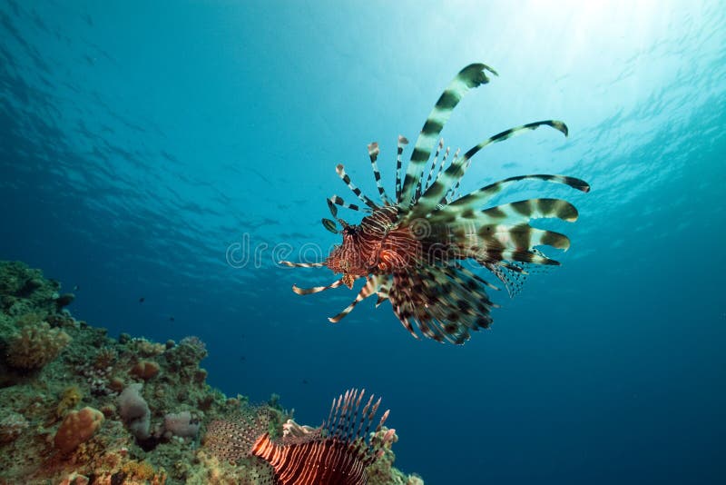 Lionfish and ocean.