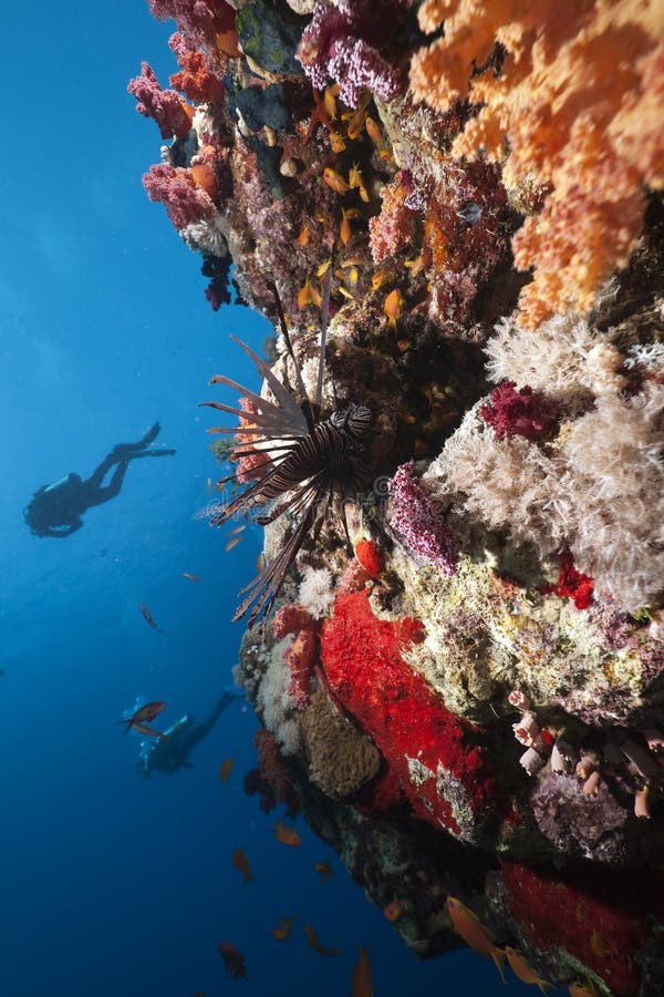 Lionfish,ocean and divers