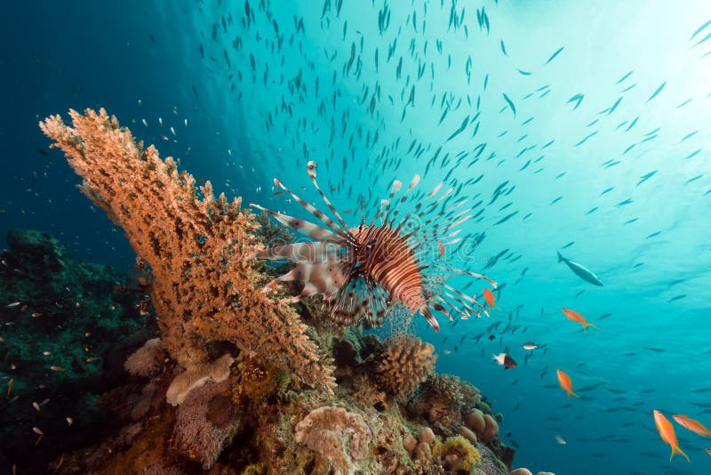 Lionfish over a table coral in the Red Sea.