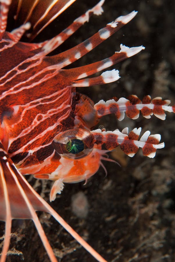 Lionfish profile