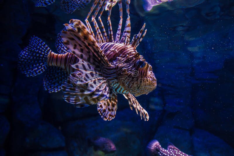 Lionfish Pterois in aquarium