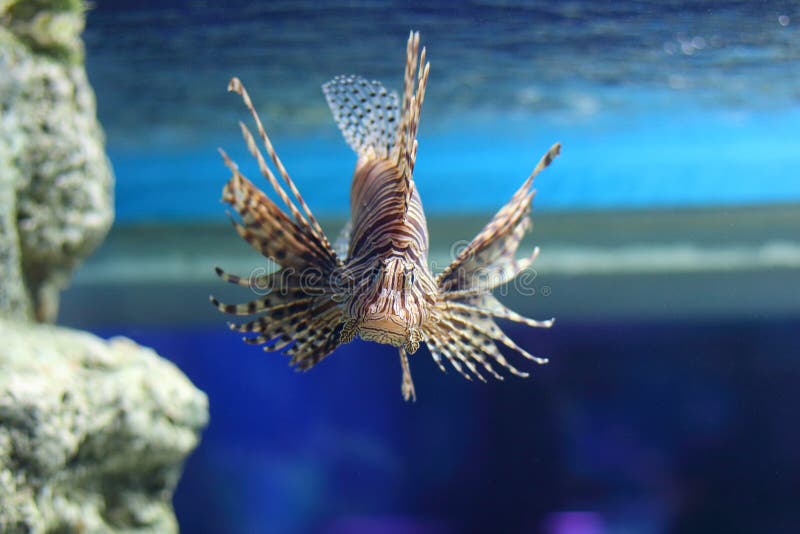 Pterois is a genus of venomous marine fish, commonly known as lionfish, native to the Indo-Pacific. Pterois, also called zebrafish, firefish, turkeyfish or butterfly-cod, is characterized by conspicuous warning coloration with red, white, creamy, or black bands, showy pectoral fins, and venomous spiky fin rays. Pterois radiata, Pterois volitans, and Pterois miles are the most commonly studied species in the genus. Pterois species are popular aquarium fish.