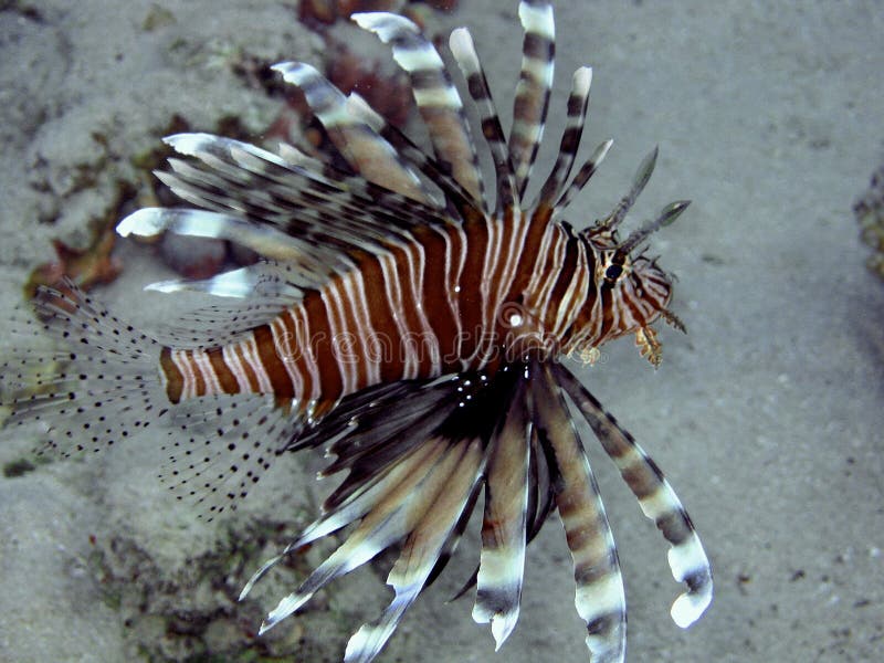 Lionfish (Pterois miles)