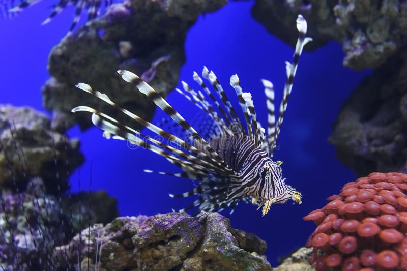 Lionfish swim underwater