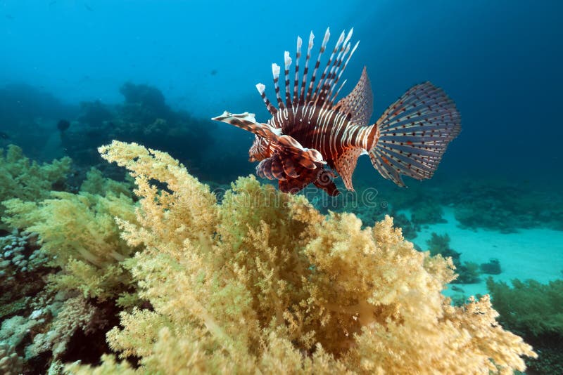 Lionfish and underwater scenery in the Red Sea.