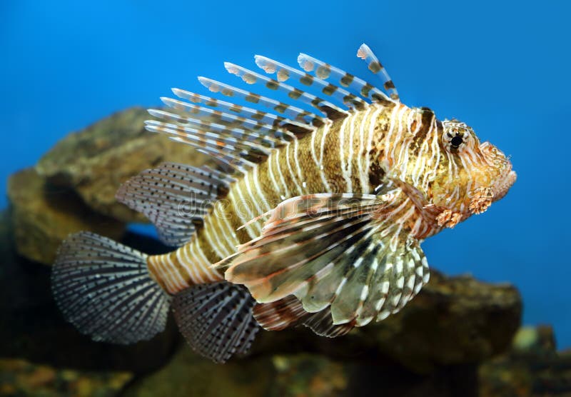 Lionfish zebrafish underwater