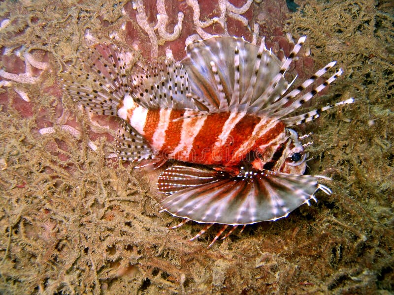 Lionfish τροπικός στοκ εικόνα με δικαίωμα ελεύθερης χρήσης