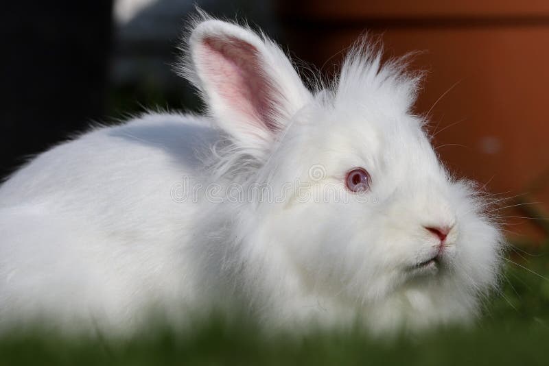 Lionhead Lapin Blanc Aux Yeux Bleus Et Une Expression Effrayée Se Trouve Sur L