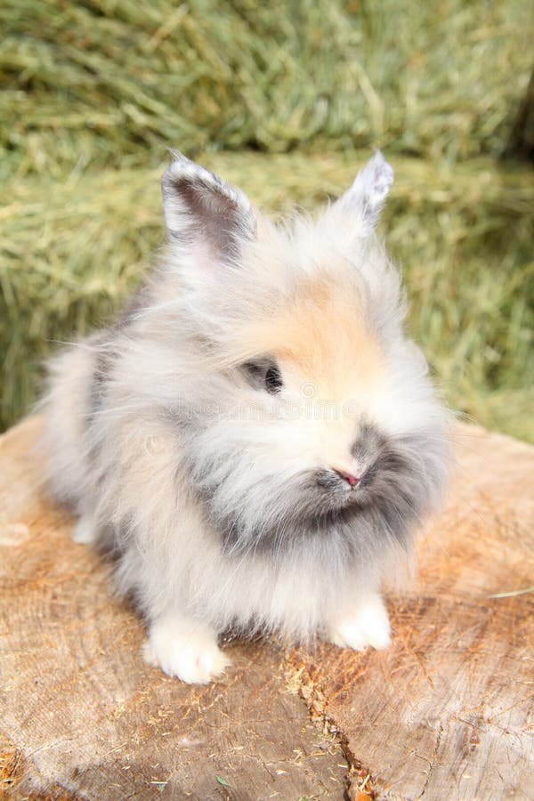 Lionhead rabbit stock photo. Image of pretty, ears, rabbit 71596264