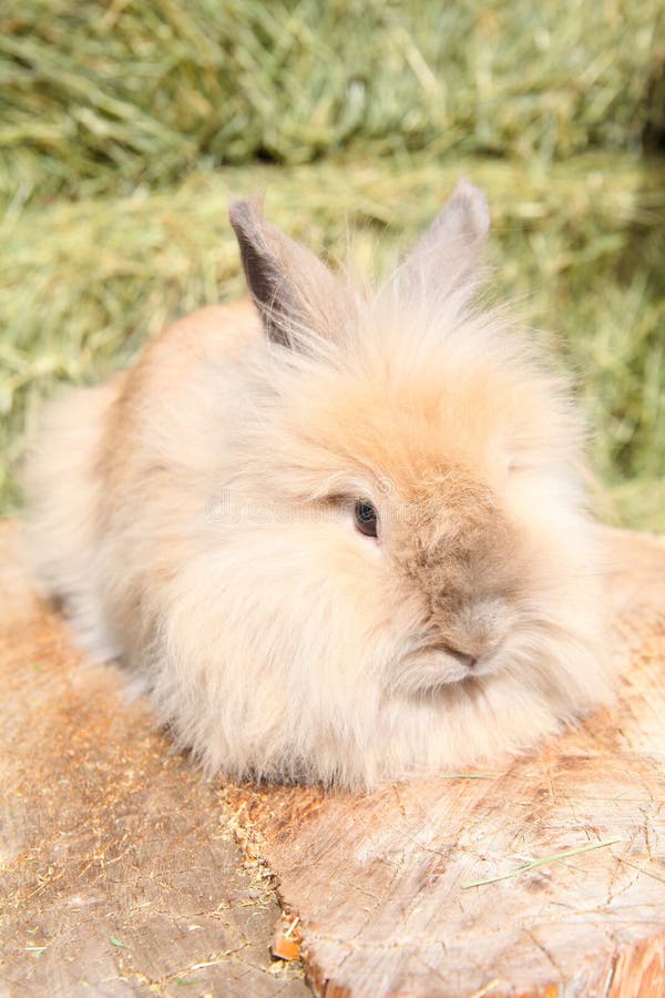 Lionhead rabbit stock image. Image of rodent, eyes, haired 71596277
