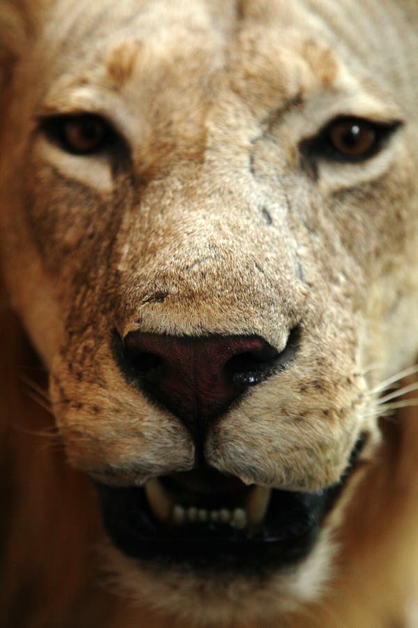 Lionhuvud arkivfoto Lionhuvud arkivfoto