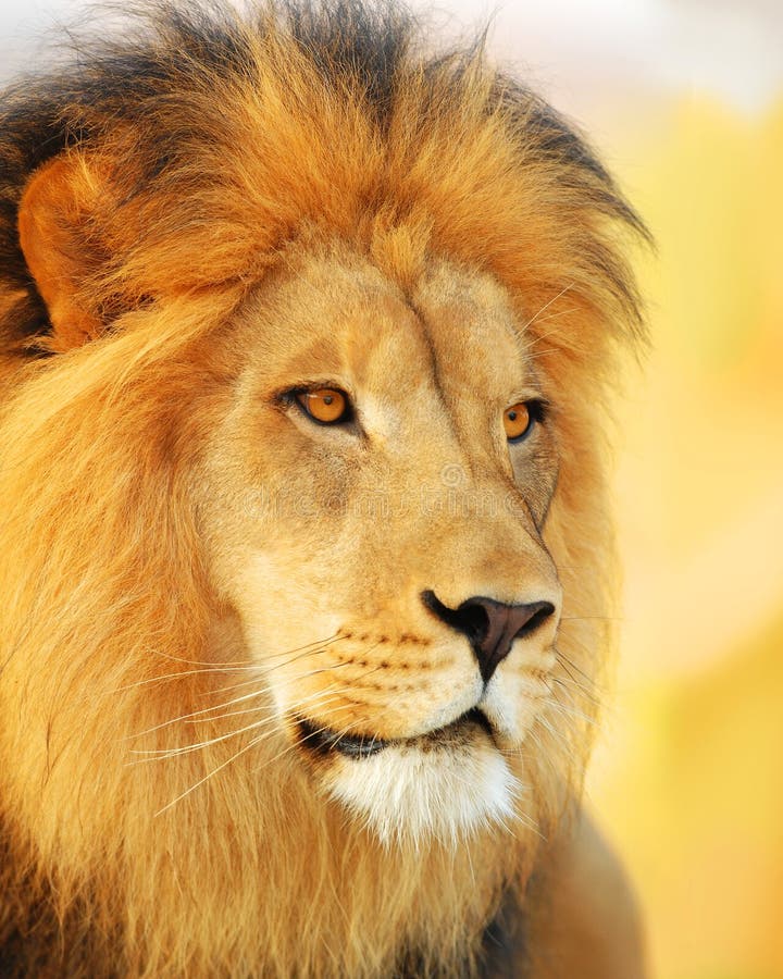 lionmanlig arkivbild lionmanlig arkivbild
