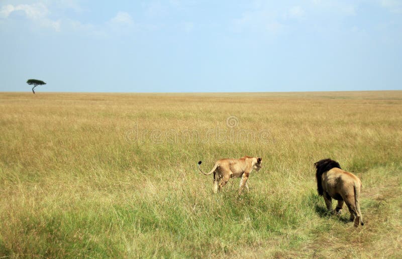 Lionpar på Savannah arkivfoton Lionpar på Savannah arkivfoton