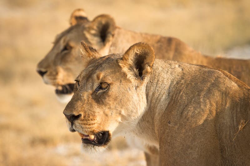 Wild lions portrait, Etosha, Namibia