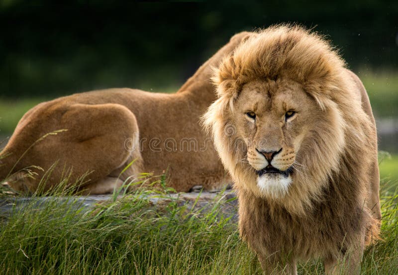 Lions royalty free stock image