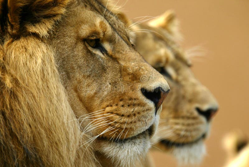 Lions