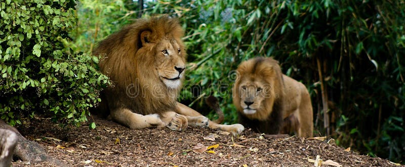 Lions