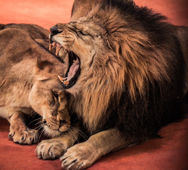 Gorgeous roaring lion and lioness on circus arena. Gorgeous roaring lion and lioness on circus arena