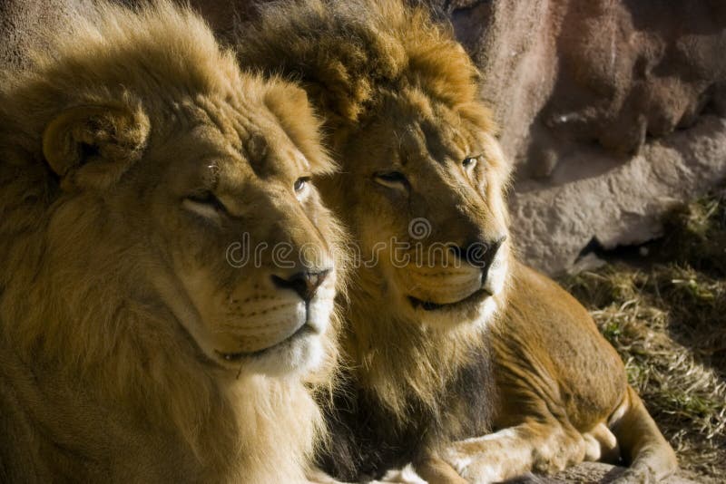 Lions Father and Son stock image. Image of wild, paws 1906829