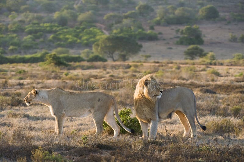 Lions Hunting