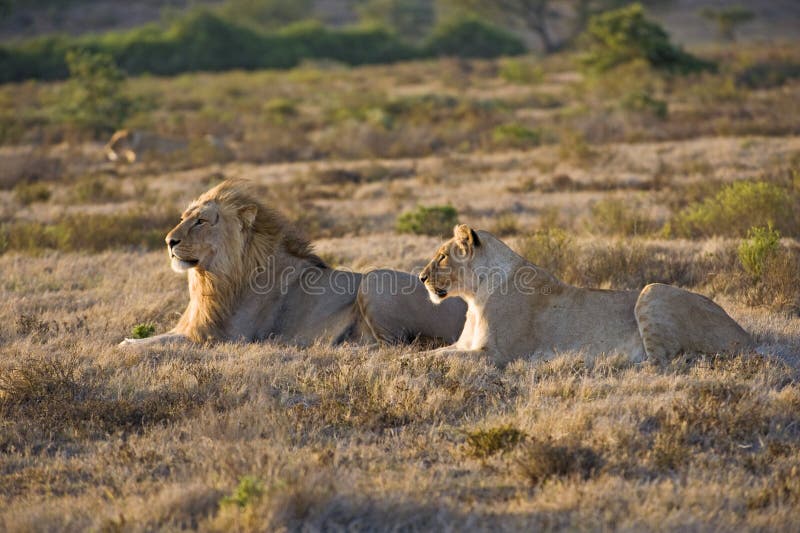 Lions Hunting