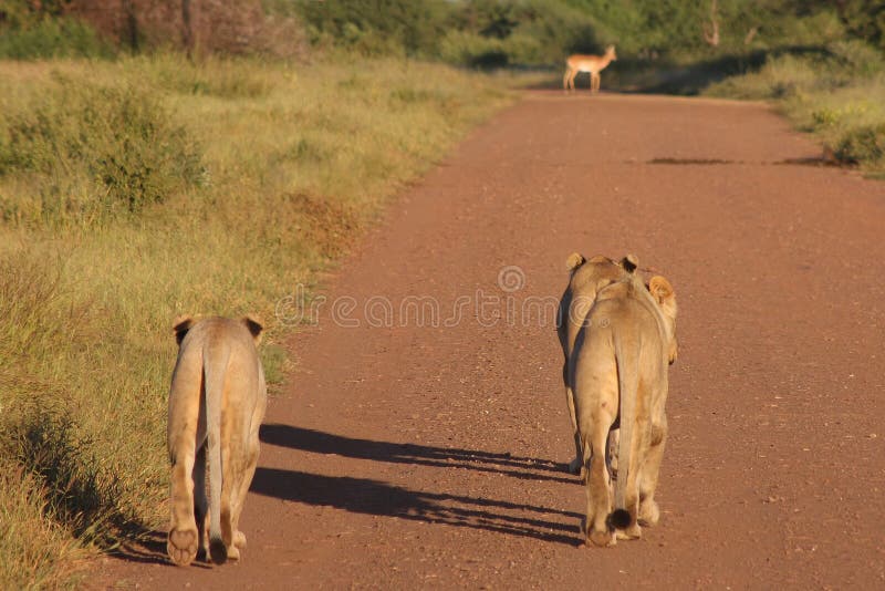 Lions and Impala