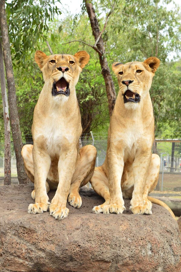Lions juvéniles images libres de droits Lions juvéniles images libres de droits