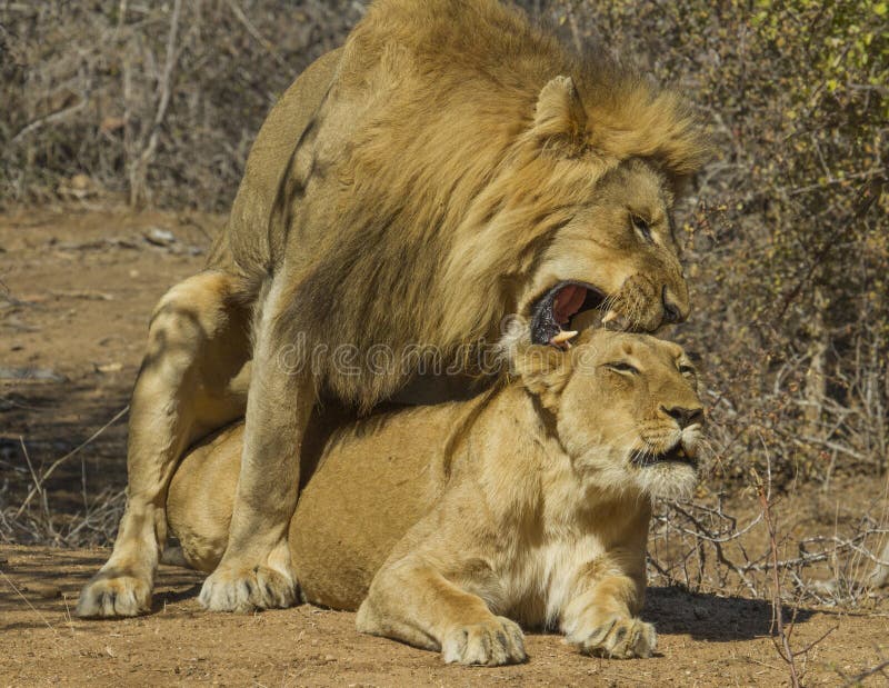 Lions - Kruger National Park Mating Pair