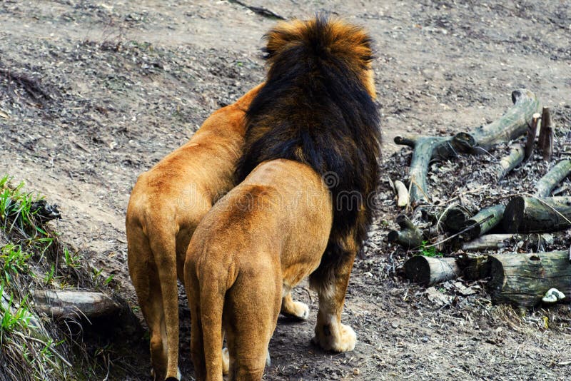 Lions, love couple stock photo. Image of hunter, aggressive - 153466070