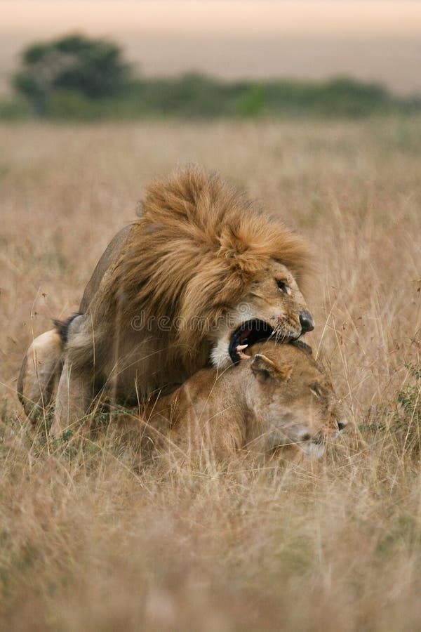 African lion and lioness having sex on plains of Masai Mara, Kenya. African lion and lioness having sex on plains of Masai Mara, Kenya