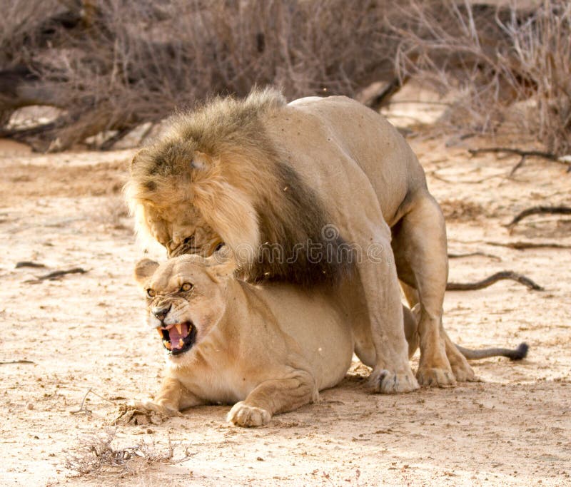 869 Lions Mating Photos Free Royalty Free Stock Photos From Dreamstime [ 683 x 800 Pixel ]