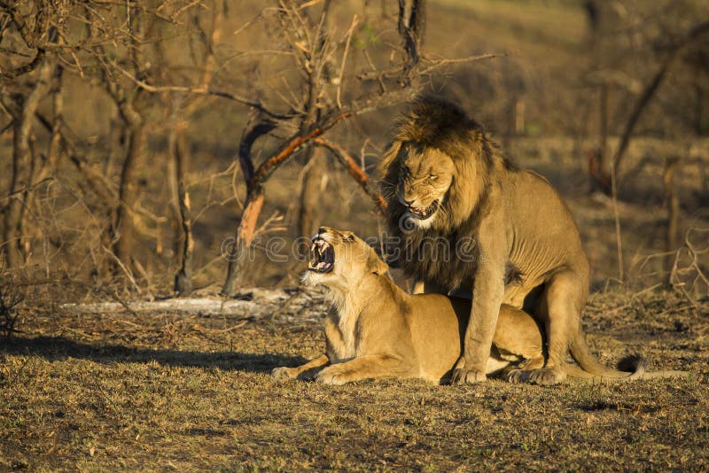 lion mating drawing