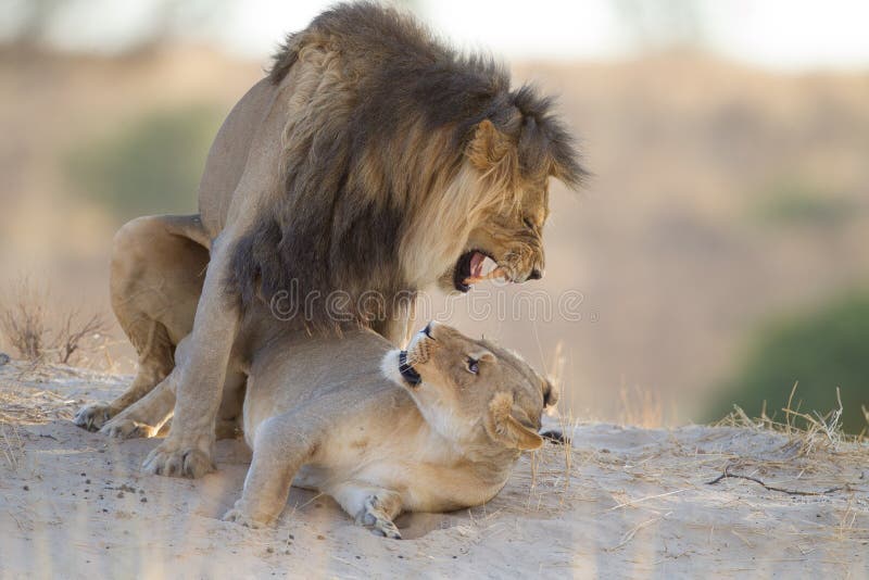 411 African Lions Mating Photos Free Royalty Free Stock Photos From Dreamstime [ 533 x 800 Pixel ]