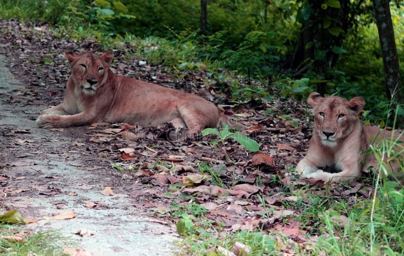 Neyyar Wildlife Sanctuary, Kerala, India Stock Image - Image of filled,  district: 183111173