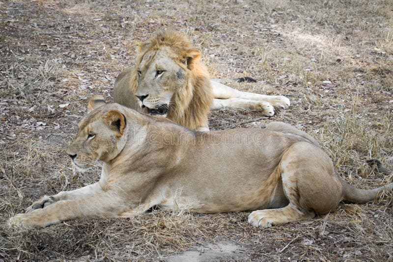 Lions Parent Zoo Stock Photos Free & RoyaltyFree Stock Photos from