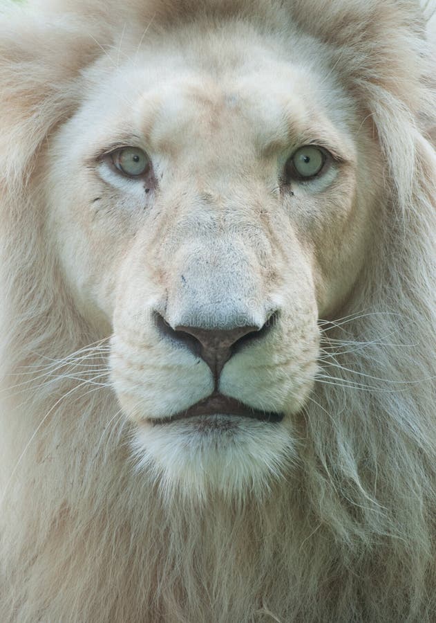 Lions portrait stock image. Image of animal, white, fluffy - 57848653