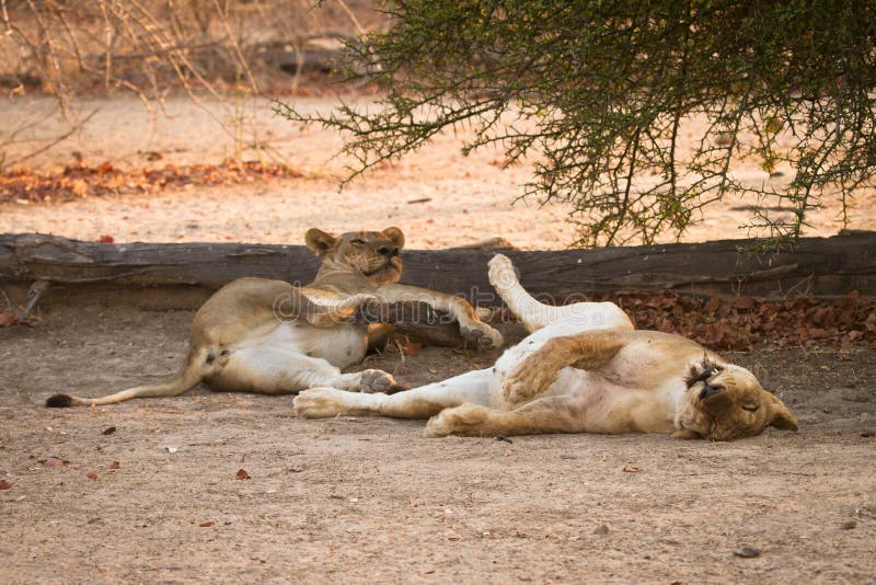 Wild lions resting after big meal, South Luangwa, Zambia