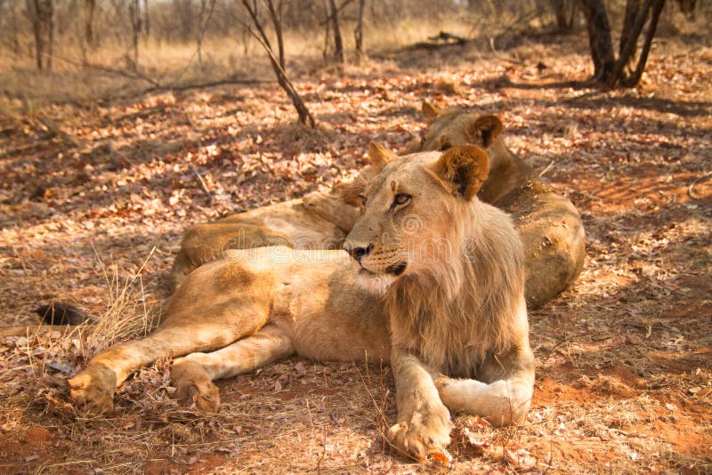 Wild lions resting, South Luangwa, Zambia