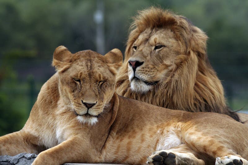 Lions stock photography Lions stock photography