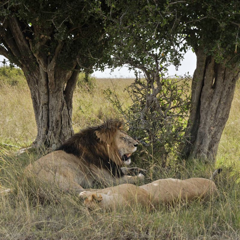 Collection 28+ Background Images the pride of lions are sleeping under the tree which offers the most shade. Completed Collection 28+ Background Images the pride of lions are sleeping under the tree which offers the most shade. Completed
