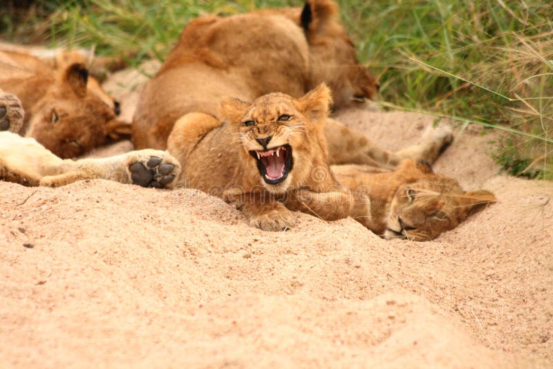 Lions in the Sabi Sand Game Reserve