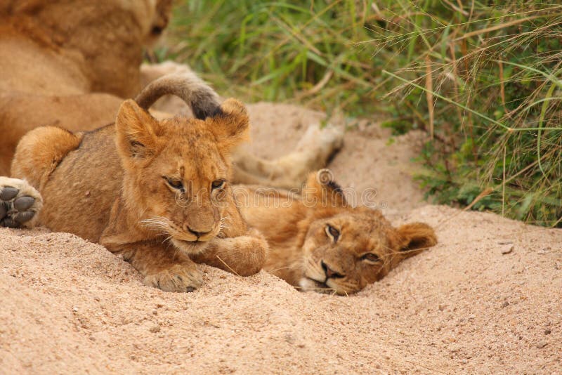 Lions in the Sabi Sand Game Reserve