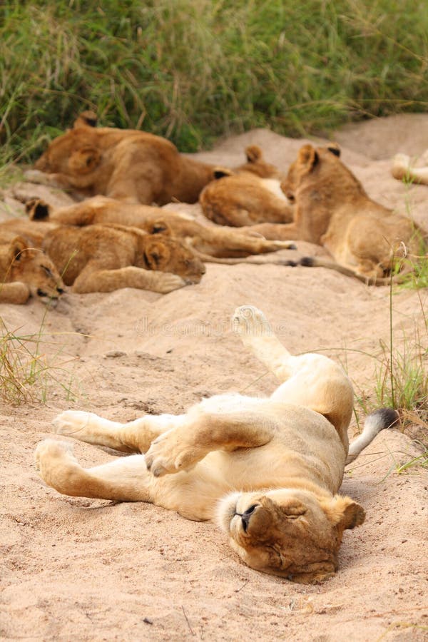 Lions in the Sabi Sand Game Reserve