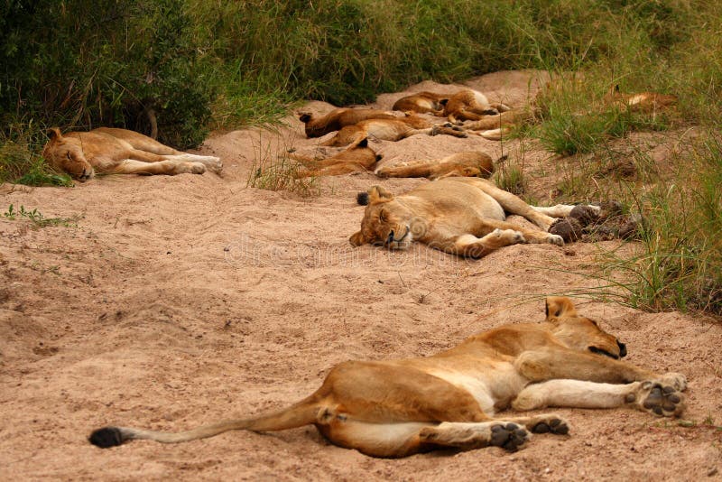 Lions in the Sabi Sand Game Reserve