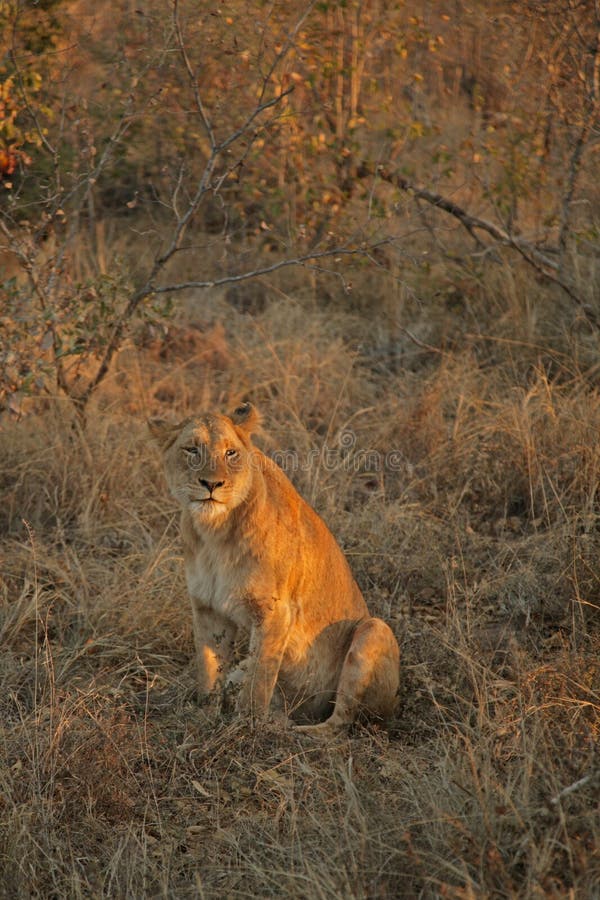 Lions on Safari, Sabie Sands